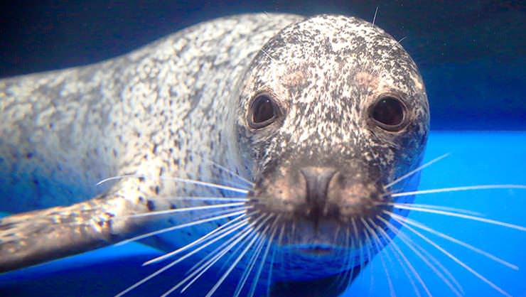 Earless seal