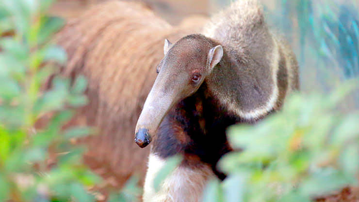 Anteater