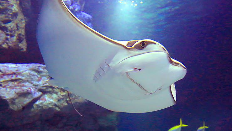 Stingray