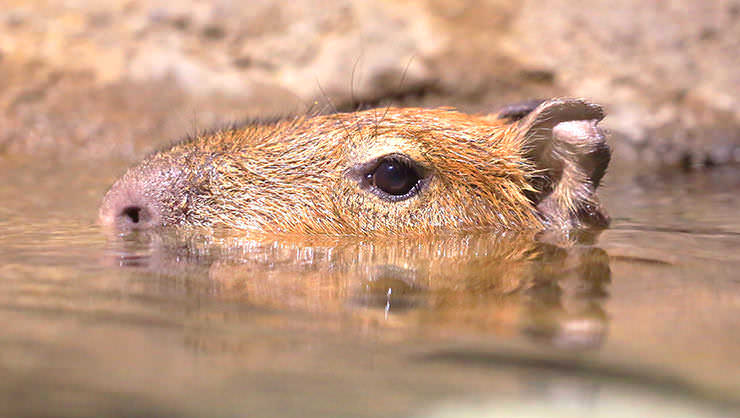 Capybara