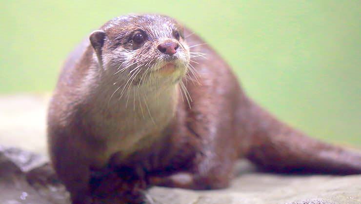 Otter