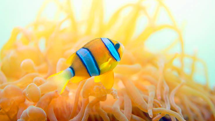 Anemonefish