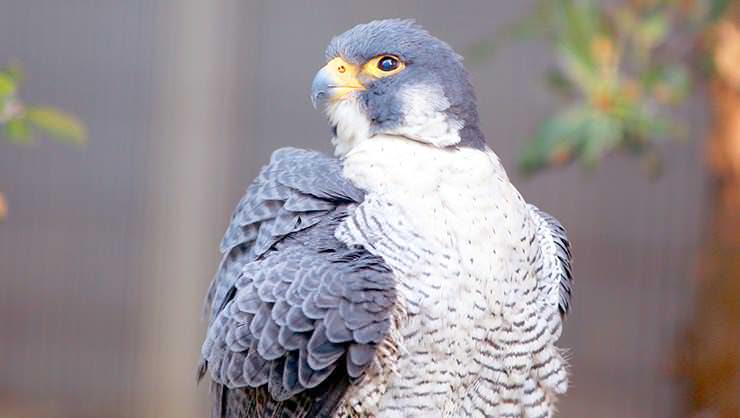 Peregrine falcon