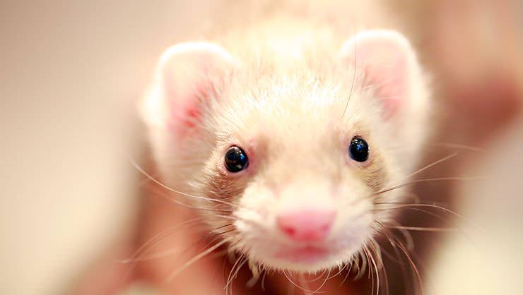 Ferret