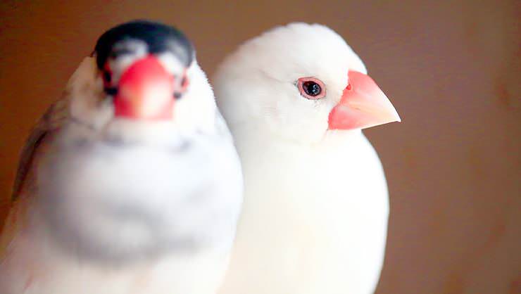 Java sparrow