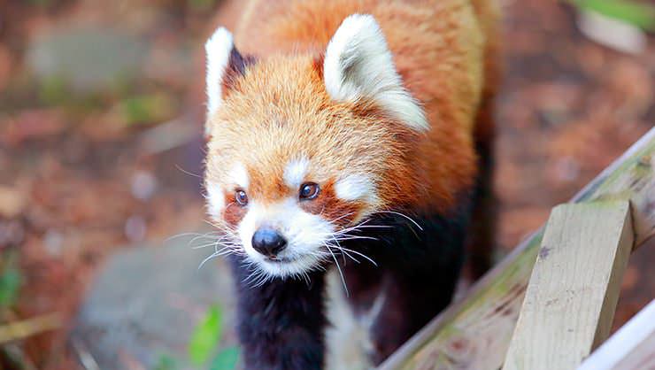 Red panda