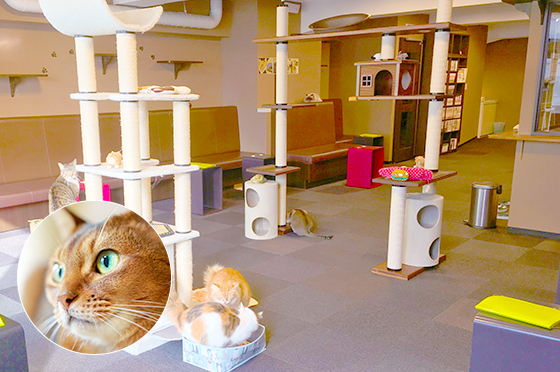 Catcafe Calico Shinjuku shop