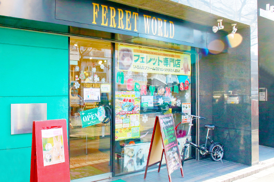 Ferret World Nakano