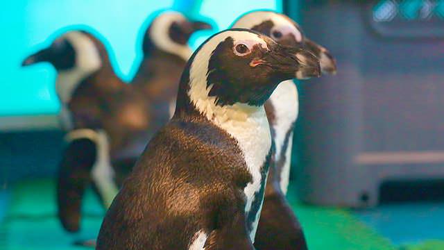 東京動物園 ＜ペンギンのいるBAR 池袋＞ | puzzle inc.