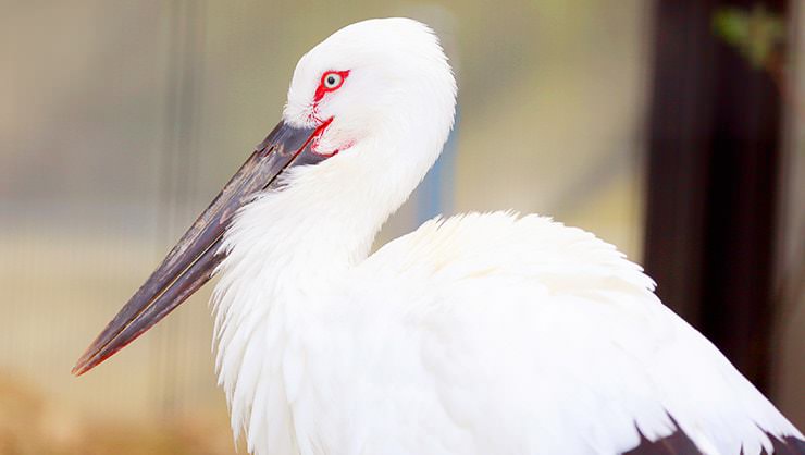 Japanese stork
